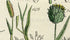 Antique Botanical Print of Wild Flowers, 1914 John Sowerby River Sedge, Fox Tail Grass, Hand-Coloured Flower Plate (1461 to 1480)