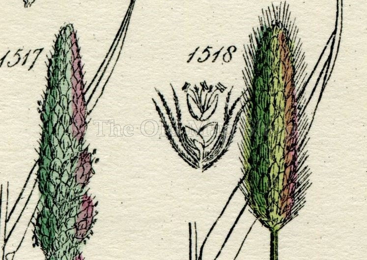 Antique Botanical Print of Wild Flowers, 1914 John Sowerby Silver Hair Grass, Holy Grass, Hand-Coloured Flower Plate (1501 to 1520)