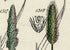 Antique Botanical Print of Wild Flowers, 1914 John Sowerby Silver Hair Grass, Holy Grass, Hand-Coloured Flower Plate (1501 to 1520)