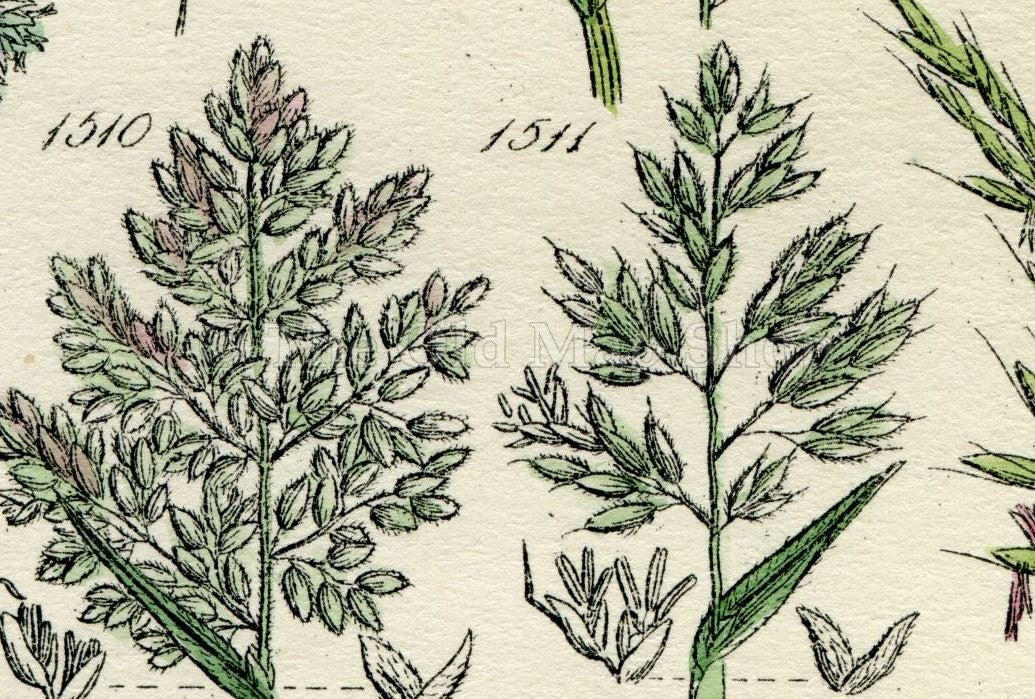Antique Botanical Print of Wild Flowers, 1914 John Sowerby Silver Hair Grass, Holy Grass, Hand-Coloured Flower Plate (1501 to 1520)