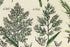 Antique Botanical Print of Wild Flowers, 1914 John Sowerby Silver Hair Grass, Holy Grass, Hand-Coloured Flower Plate (1501 to 1520)