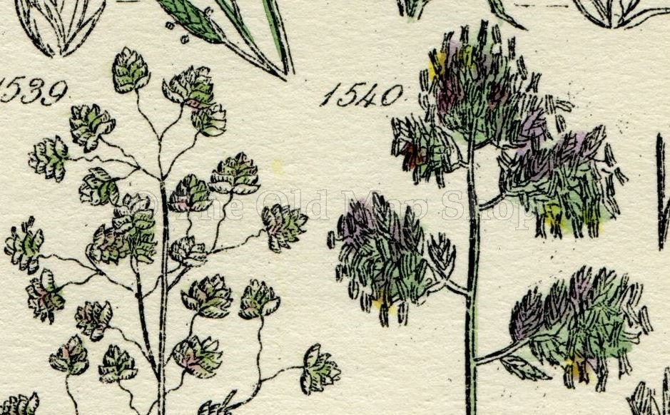 Antique Botanical Print of Wild Flowers, 1914 John Sowerby Sea Meadow Grass, Sweet Grass, Hand-Coloured Flower Plate (1521 to 1540)