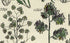 Antique Botanical Print of Wild Flowers, 1914 John Sowerby Sea Meadow Grass, Sweet Grass, Hand-Coloured Flower Plate (1521 to 1540)