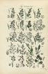 Antique Botanical Print of Wild Flowers, 1914 John Sowerby Sea Meadow Grass, Sweet Grass, Hand-Coloured Flower Plate (1521 to 1540)