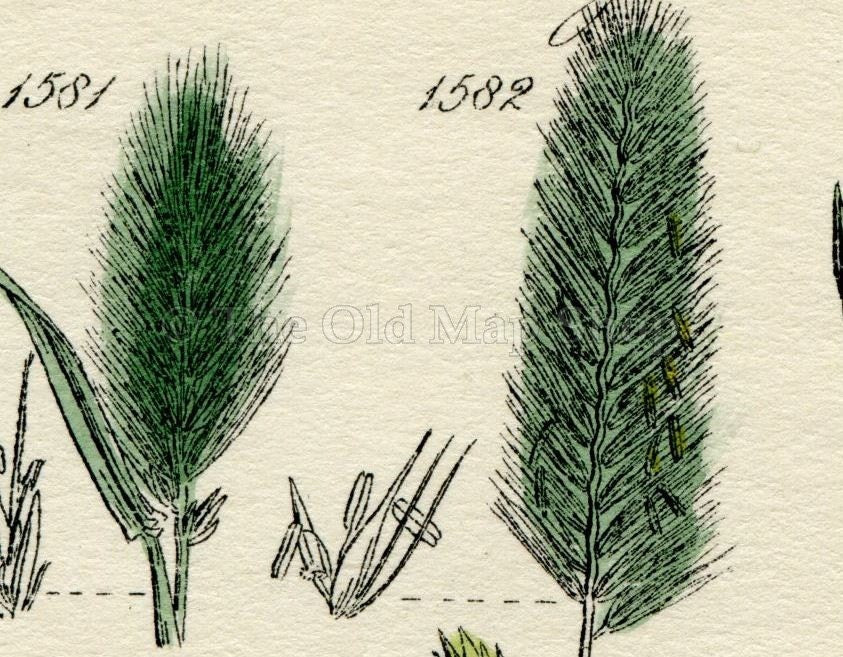 Antique Botanical Print of Wild Flowers, 1914 John Sowerby Sea Barley, Dog Grass, Rye Grass, Hand-Coloured Flower Plate (1581 to 1600)