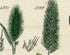 Antique Botanical Print of Wild Flowers, 1914 John Sowerby Sea Barley, Dog Grass, Rye Grass, Hand-Coloured Flower Plate (1581 to 1600)
