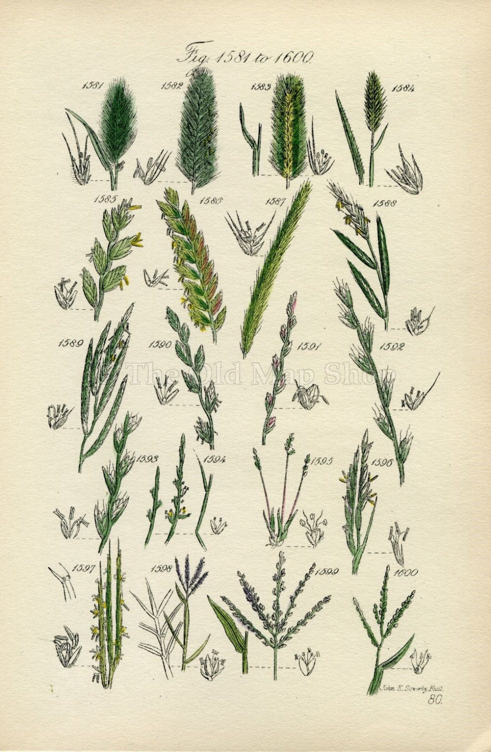 Antique Botanical Print of Wild Flowers, 1914 John Sowerby Sea Barley, Dog Grass, Rye Grass, Hand-Coloured Flower Plate (1581 to 1600)
