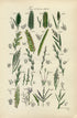 Antique Botanical Print of Wild Flowers, 1914 John Sowerby Sea Barley, Dog Grass, Rye Grass, Hand-Coloured Flower Plate (1581 to 1600)