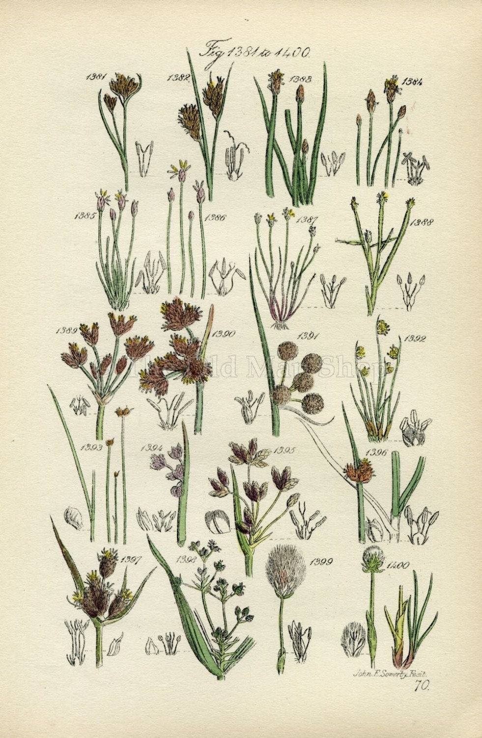 Antique Botanical Print of Wild Flowers, 1914 John Sowerby Water Rush, Cotton Grass, Hand-Coloured Flower Plate (1381 to 1400)