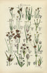 Antique Botanical Print of Wild Flowers, 1914 John Sowerby Water Rush, Cotton Grass, Hand-Coloured Flower Plate (1381 to 1400)