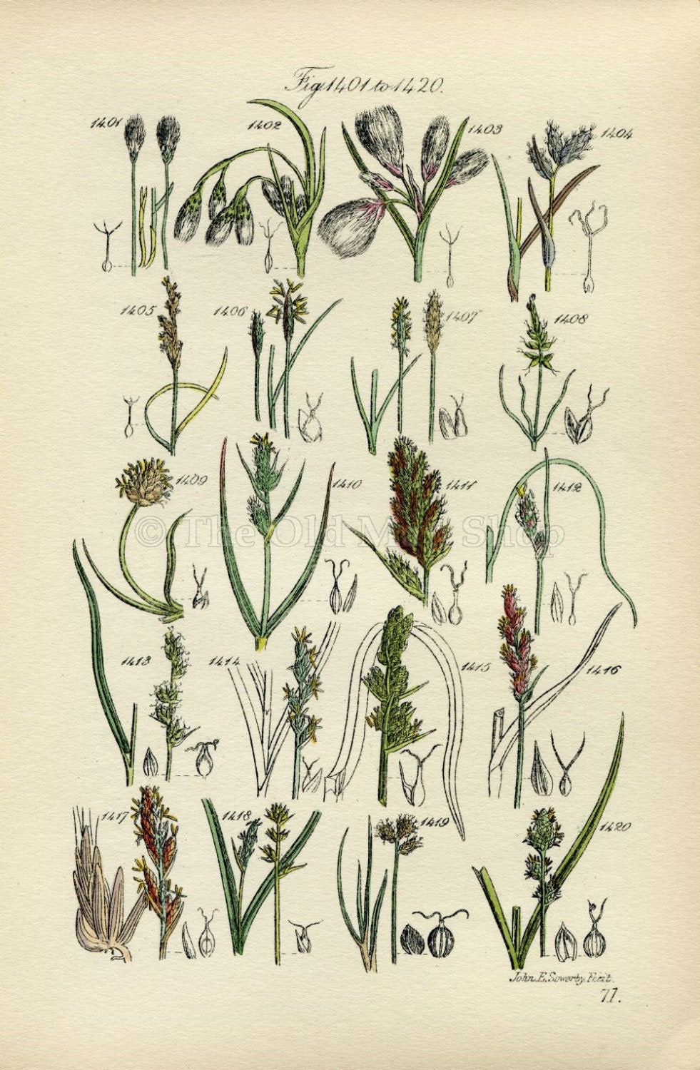 Antique Botanical Print of Wild Flowers, 1914 John Sowerby Cotton Grass, White Sedge, Hand-Coloured Flower Plate (1401 to 1420)