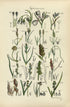 Antique Botanical Print of Wild Flowers, 1914 John Sowerby Cotton Grass, White Sedge, Hand-Coloured Flower Plate (1401 to 1420)