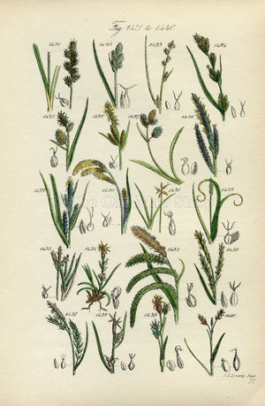 Antique Botanical Print of Wild Flowers, 1914 John Sowerby Rock Sedge, Bog Sedge, Hand-Coloured Flower Plate (1421 to 1440)
