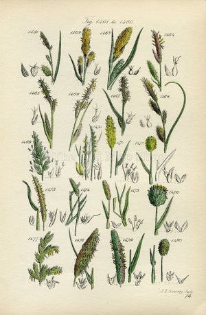 Antique Botanical Print of Wild Flowers, 1914 John Sowerby River Sedge, Fox Tail Grass, Hand-Coloured Flower Plate (1461 to 1480)