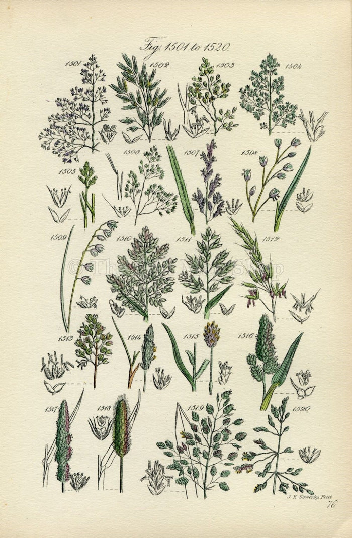 Antique Botanical Print of Wild Flowers, 1914 John Sowerby Silver Hair Grass, Holy Grass, Hand-Coloured Flower Plate (1501 to 1520)