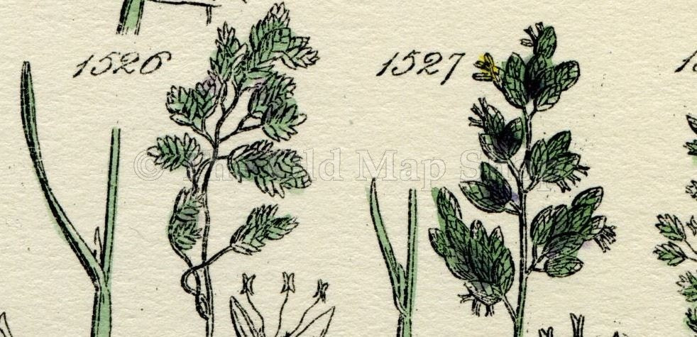 Antique Botanical Print of Wild Flowers, 1914 John Sowerby Sea Meadow Grass, Sweet Grass, Hand-Coloured Flower Plate (1521 to 1540)