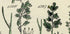 Antique Botanical Print of Wild Flowers, 1914 John Sowerby Sea Meadow Grass, Sweet Grass, Hand-Coloured Flower Plate (1521 to 1540)