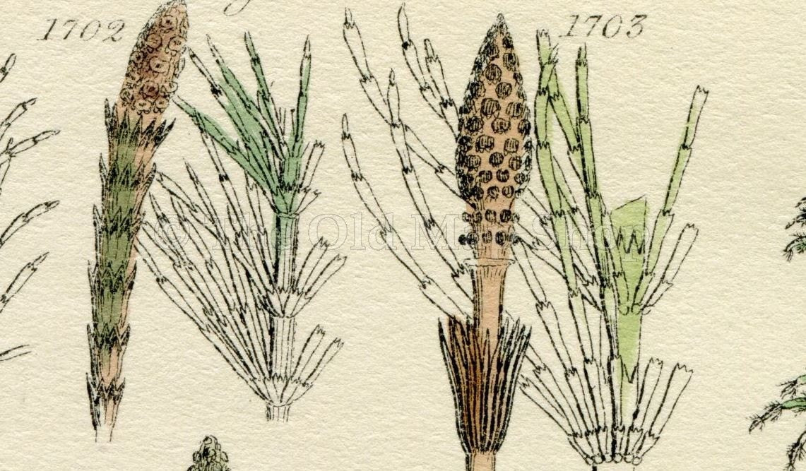 Antique Botanical Print of Wild Flowers, 1914 John Sowerby Fern, Ferns, Equisetum, Hand-Coloured Flower Plate (1701 to 1720)