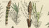 Antique Botanical Print of Wild Flowers, 1914 John Sowerby Fern, Ferns, Equisetum, Hand-Coloured Flower Plate (1701 to 1720)