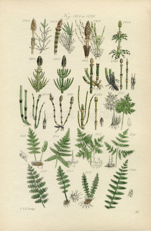 Antique Botanical Print of Wild Flowers, 1914 John Sowerby Fern, Ferns, Equisetum, Hand-Coloured Flower Plate (1701 to 1720)