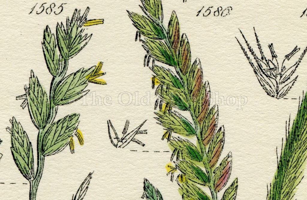 Antique Botanical Print of Wild Flowers, 1914 John Sowerby Sea Barley, Dog Grass, Rye Grass, Hand-Coloured Flower Plate (1581 to 1600)