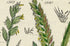 Antique Botanical Print of Wild Flowers, 1914 John Sowerby Sea Barley, Dog Grass, Rye Grass, Hand-Coloured Flower Plate (1581 to 1600)
