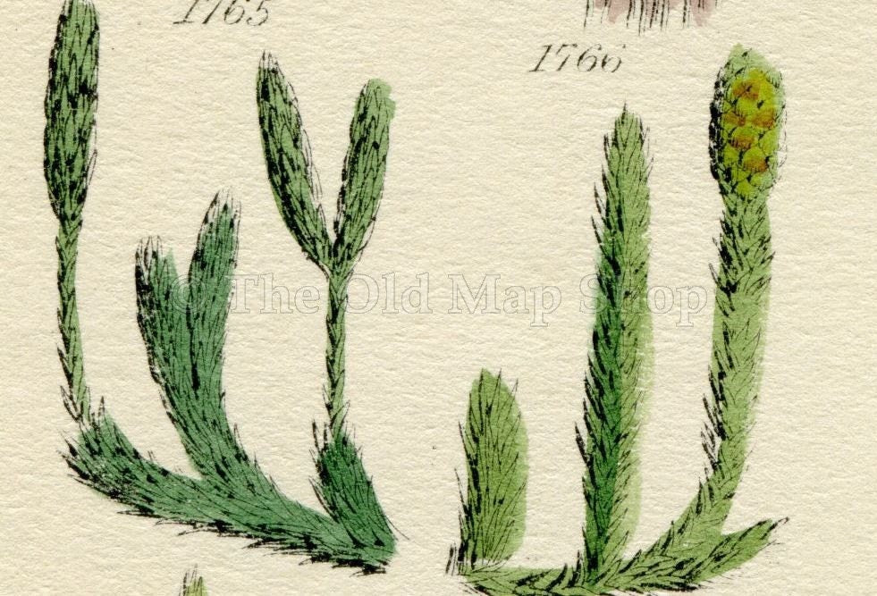 Antique Botanical Print of Wild Flowers, 1914 John Sowerby Pillwort, Quillwort, Clubmoss, Hand-Coloured Flower Plate (1761 to 1780)