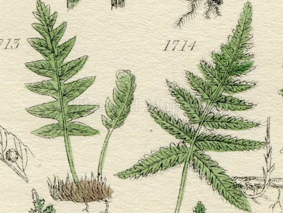 Antique Botanical Print of Wild Flowers, 1914 John Sowerby Fern, Ferns, Equisetum, Hand-Coloured Flower Plate (1701 to 1720)