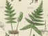 Antique Botanical Print of Wild Flowers, 1914 John Sowerby Fern, Ferns, Equisetum, Hand-Coloured Flower Plate (1701 to 1720)