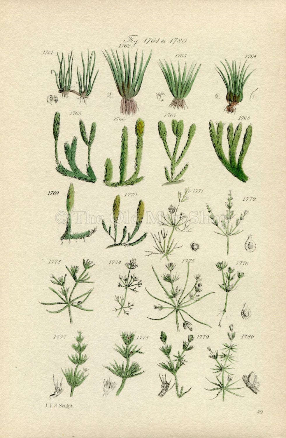 Antique Botanical Print of Wild Flowers, 1914 John Sowerby Pillwort, Quillwort, Clubmoss, Hand-Coloured Flower Plate (1761 to 1780)