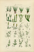 Antique Botanical Print of Wild Flowers, 1914 John Sowerby Pillwort, Quillwort, Clubmoss, Hand-Coloured Flower Plate (1761 to 1780)
